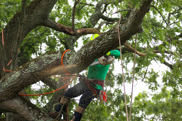 Best Tree Maintenance Programs  in Fort Hood, TX