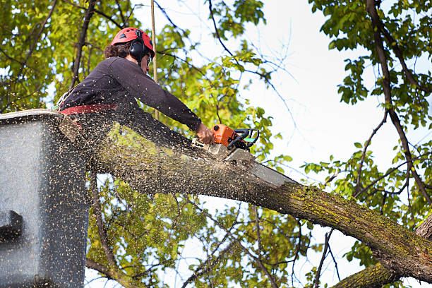  Fort Hood, TX Tree Care Pros